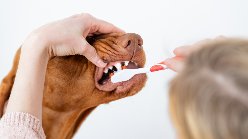 dog brushing teeth