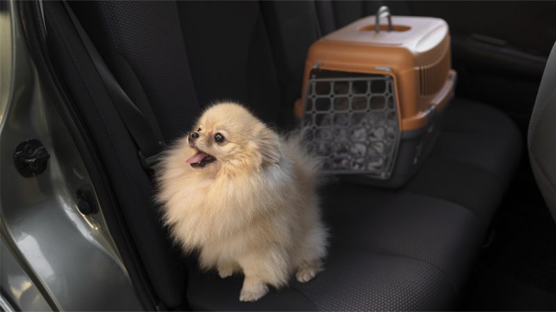 dog crate in car