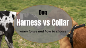 dog harness vs collar when to use and how to choose