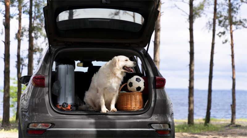 dog in car is ready for travel