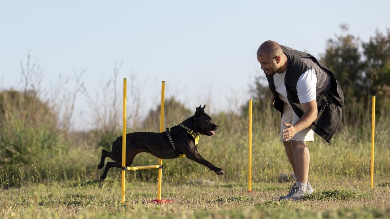 dog trainer teaching dog to run though obstacles