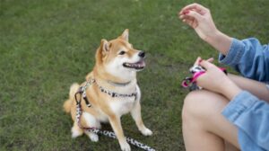 dog training in the park