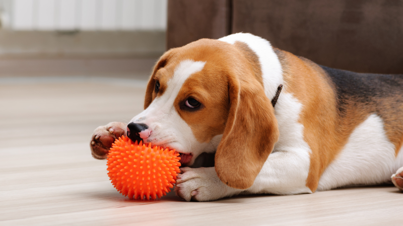 dog with chew toy