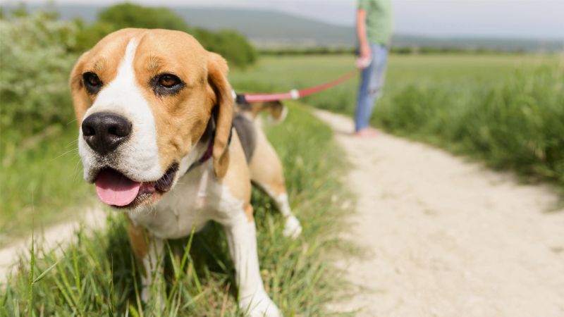 enjoying walk in the park with my dog