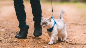 harness train cat