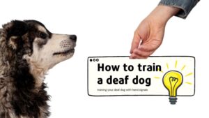 how to train a deaf dog with hand signals