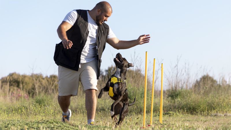 man teaching dog to run though obstacles
