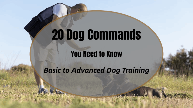 20 dog commands you need to know: basic to advanced dog training