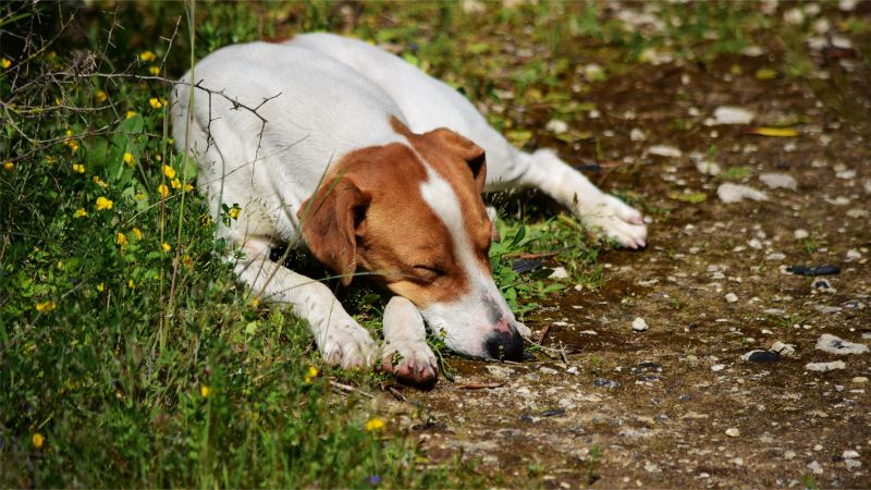 my dog sleeping in the maltese countryside