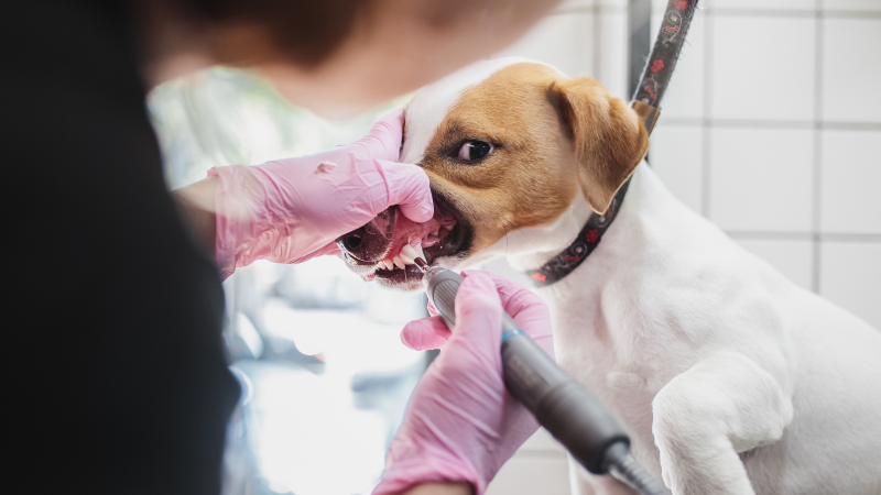 proffesional dog teeth clean