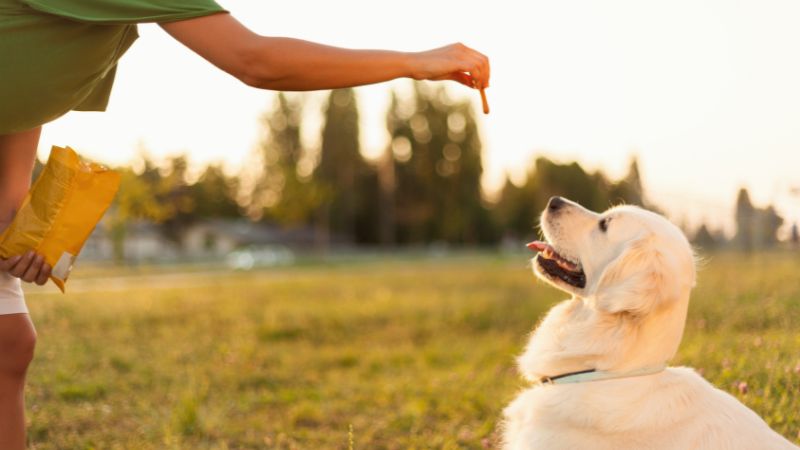 reward dog with snacks during pet training