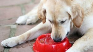 senior dog drinks water