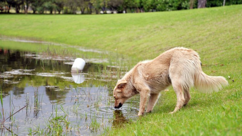 senior dog drinks water from small pond