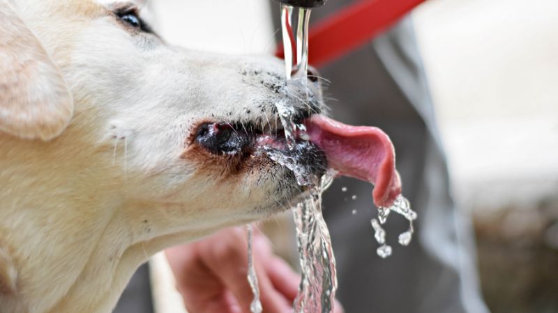 senior dog is drinking water from tap