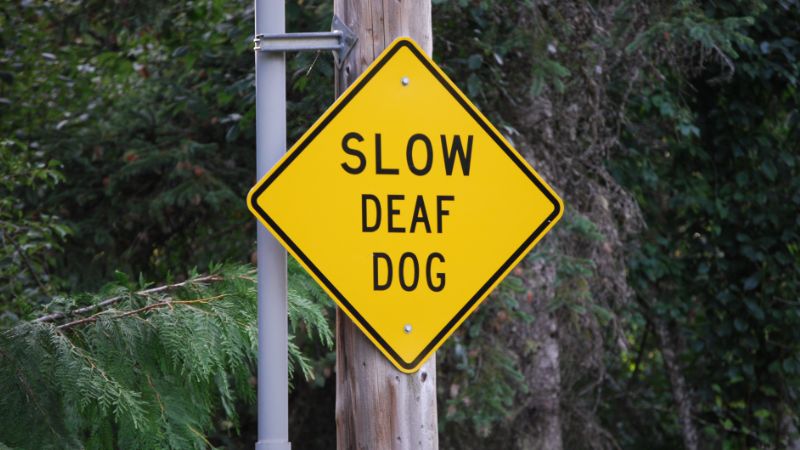 slow deaf dog sign