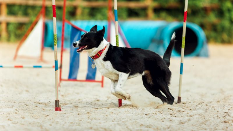 sportive dog performing during show competition