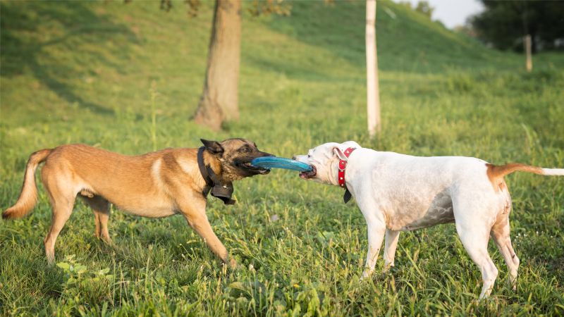 two dogs playing with flying disc in the park