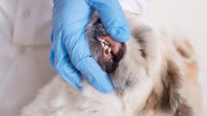 vet dentist checking dog's teeth
