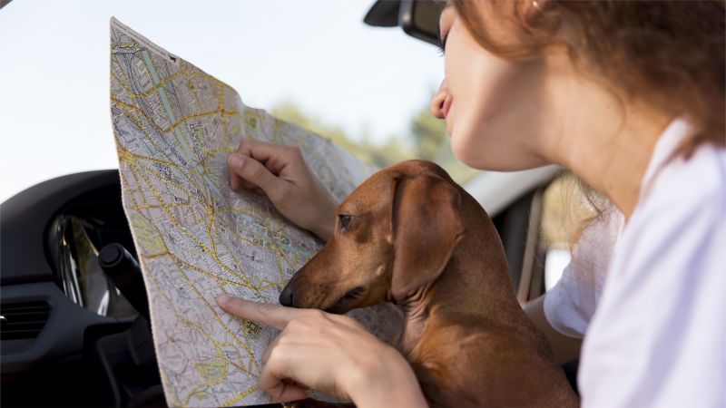 woman holding map and dog in car