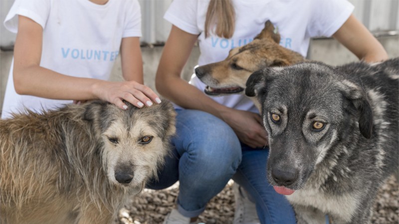 woman playing with rescue dogs at shelter