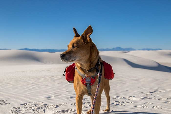 tactical dog harness