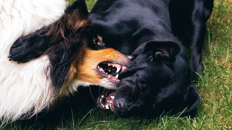 2 dogs fighting
