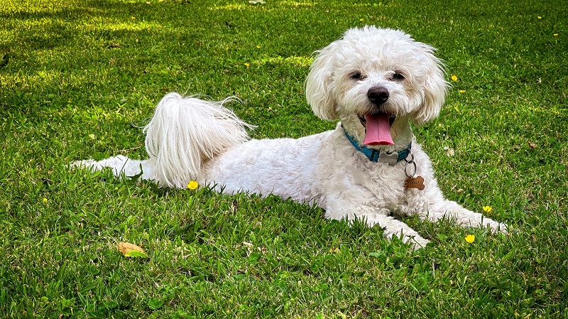 a panting dog