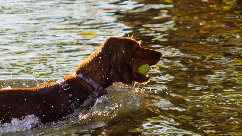 dog is playing in water