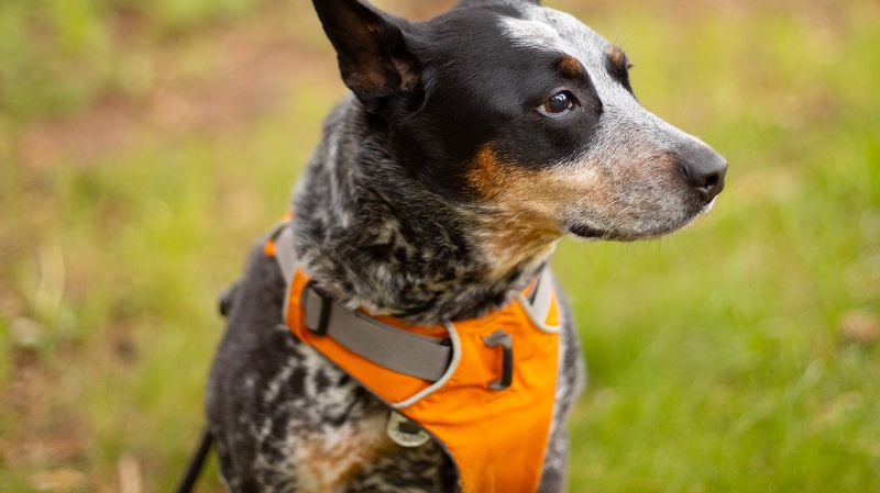 a dog wears a vest