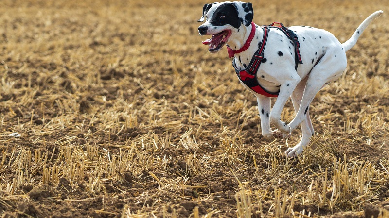 dog wear tactical harness