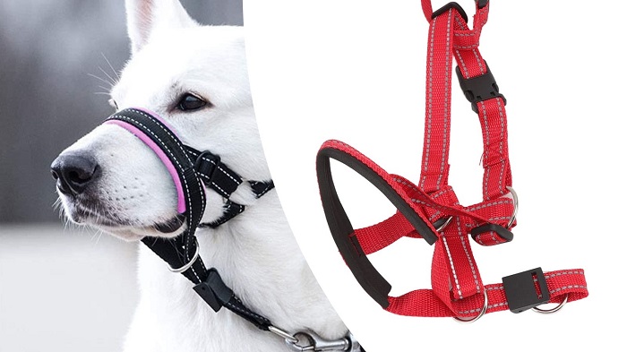 dog head halter