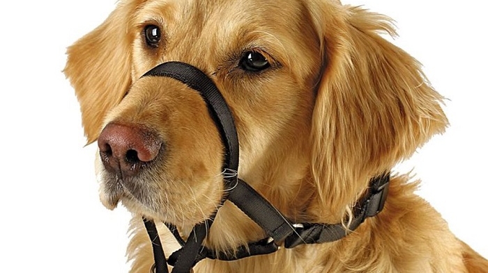 dog wears a head halter