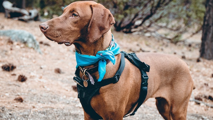 tactical harness for dogs