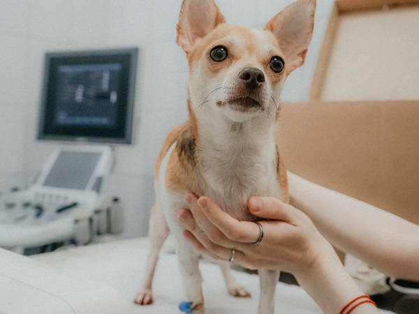 dog and veterinarian