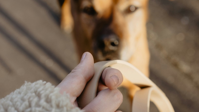 leash training a dog