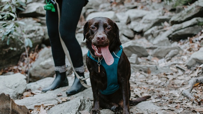 dog wear a harness