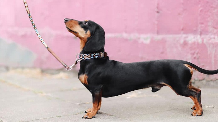leash training a black dog