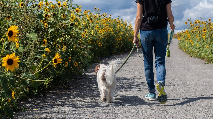 walking with a dog