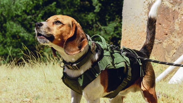 dog harness