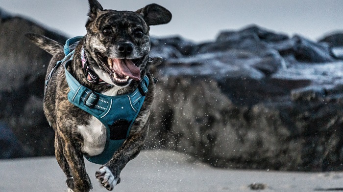 a running dog with harness