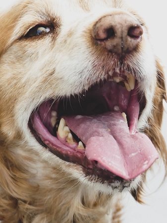 dog with bad breath