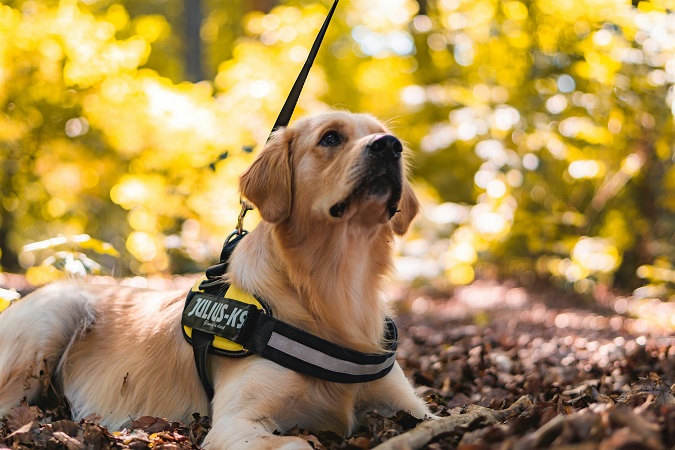 dog which wearing a tactical dog harness