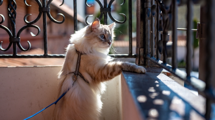 a cat wears a harness