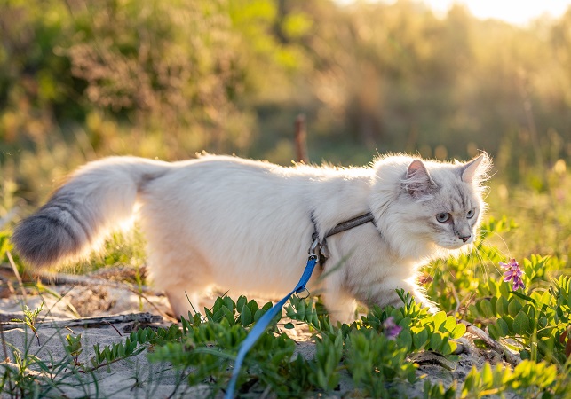 walking a cat with a leash and harness