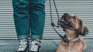 leash training a puppy