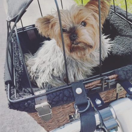 Travelin K9 Pet-Pilot MAX Wicker Bike Basket for Dogs and Cats