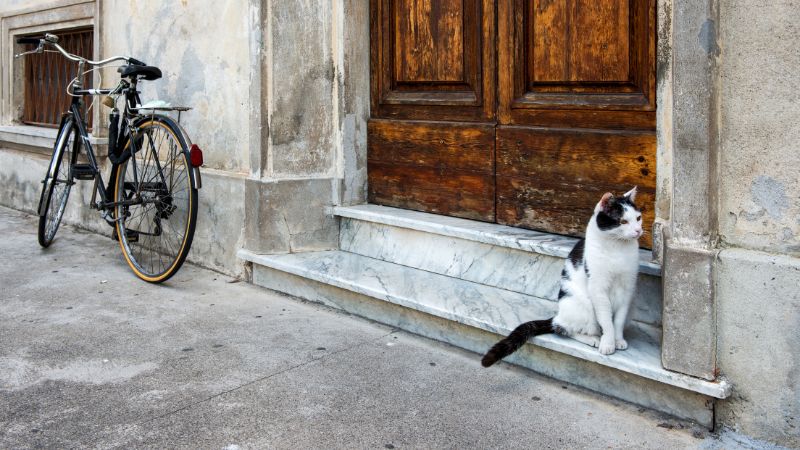 a cat and a bike