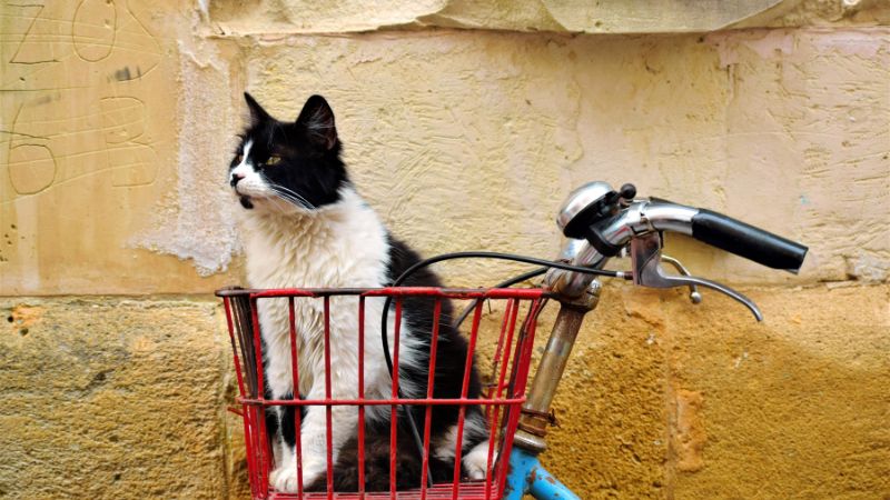 a cat in front of bike blanket
