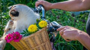 basket bike and cat