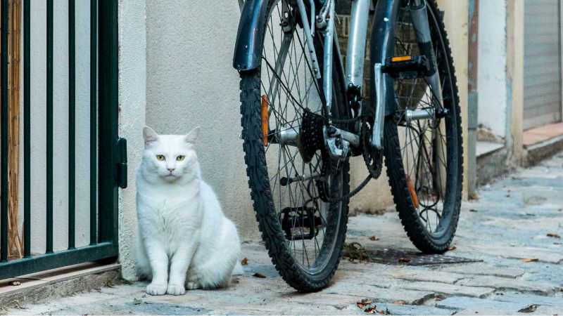 white cat and bike